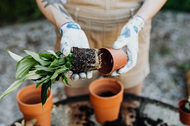 Gardener